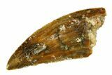 Serrated Raptor Tooth - Real Dinosaur Tooth #297530-1